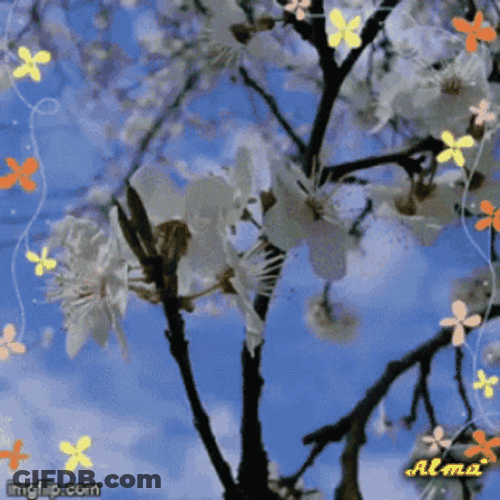 Buenos Dias Con Mariposas GIF