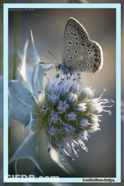 Buenos Dias Con Mariposas GIF