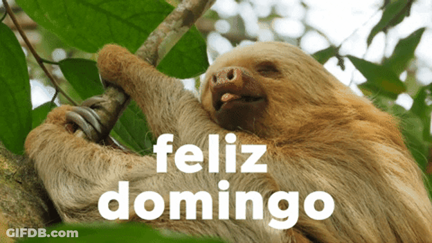 Buenos Dias Domingo GIF