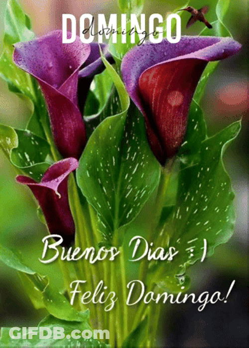 Buenos Dias Domingo GIF