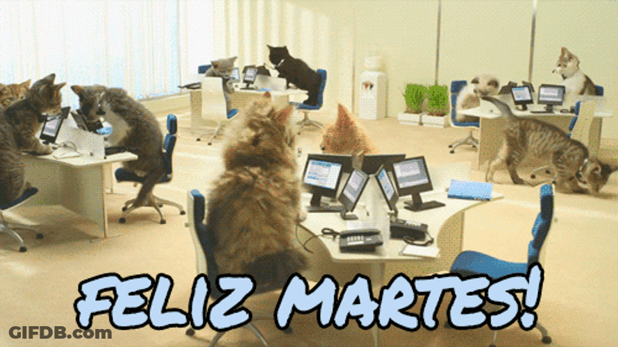 Buenos Dias Feliz Martes Cute Busy Cats GIF