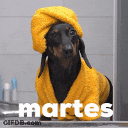 Buenos Dias Feliz Martes Dog Pamper Day GIF