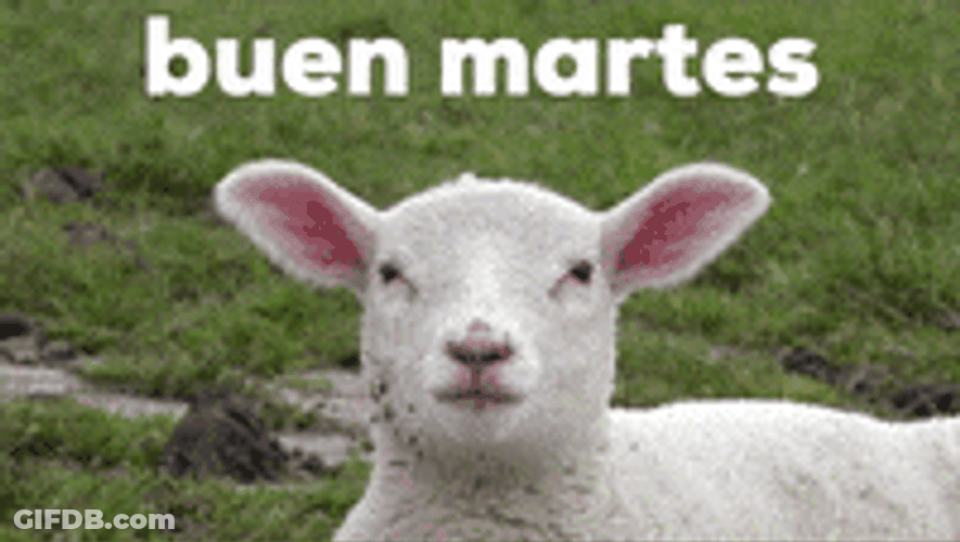 Buenos Dias Feliz Martes Funny Sheep Meh GIF