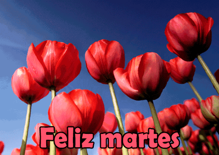 Buenos Dias Feliz Martes Pink Garden Tulip GIF