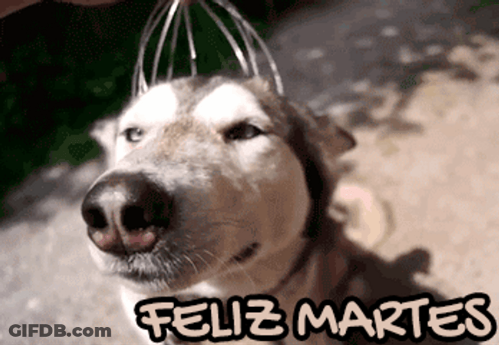 Buenos Dias Feliz Martes Relaxed Husky Dog GIF