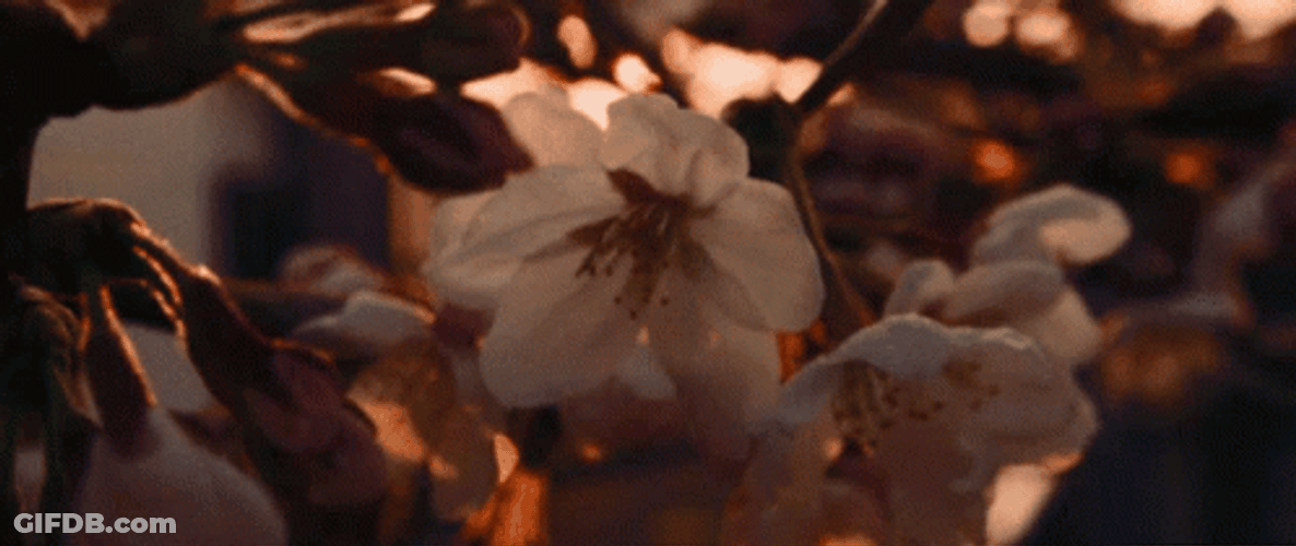 Buenos Dias Flores GIF