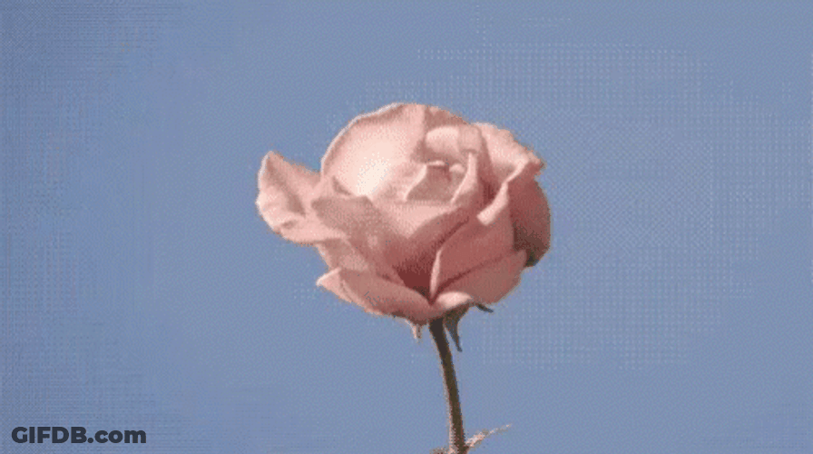 Buenos Dias Flores GIF
