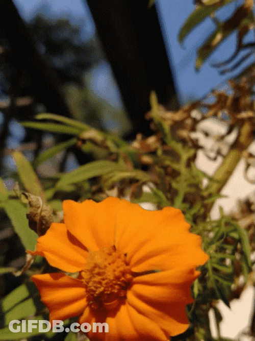 Buenos Dias Flores GIF