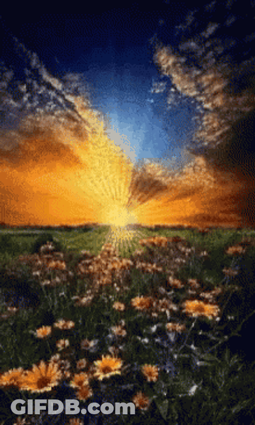 Buenos Dias Flores GIF