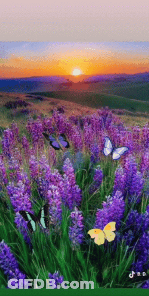 Buenos Dias Flores GIF