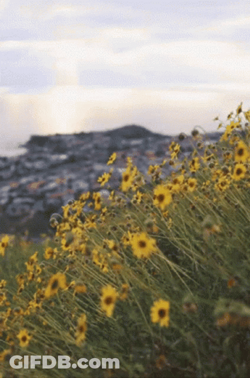 Buenos Dias Flores GIF