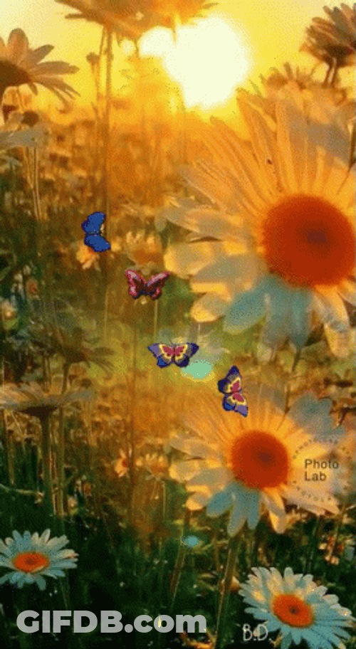 Buenos Dias Flores GIF
