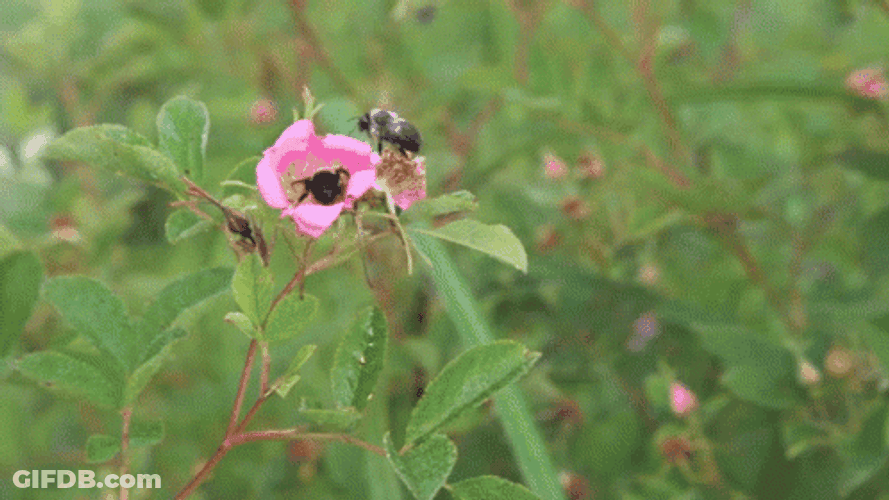 Buenos Dias Flores GIF