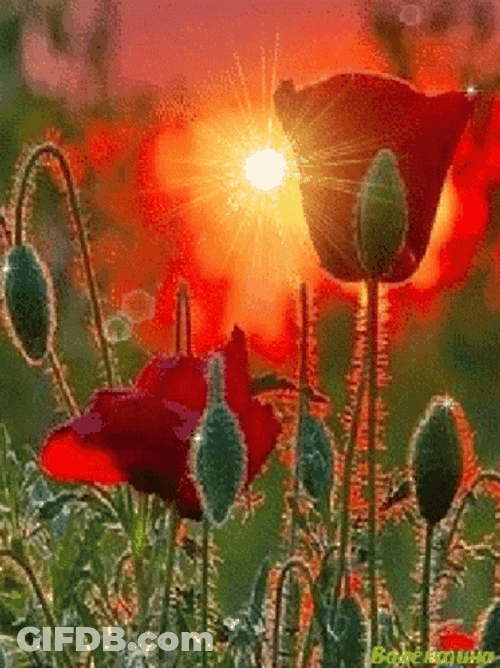 Buenos Dias Flores GIF