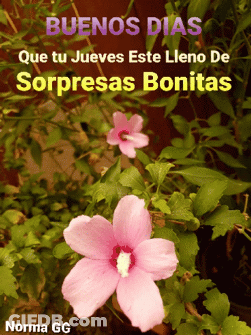Buenos Dias Jueves GIF