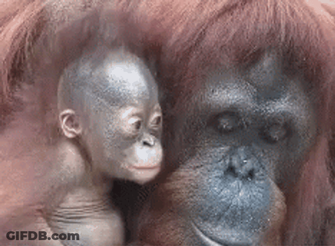 Buenos Dias Mama GIF