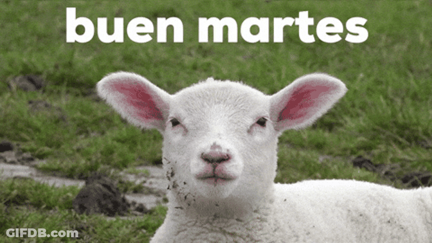 Buenos Dias Martes GIF