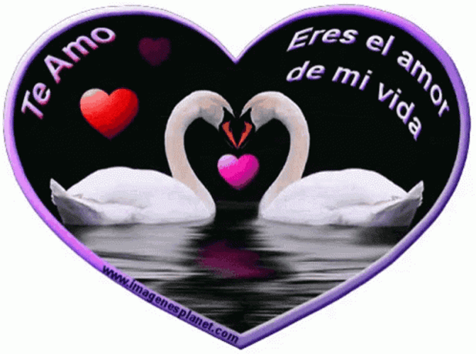 Buenos Dias Mi Amor Heart Swan GIF