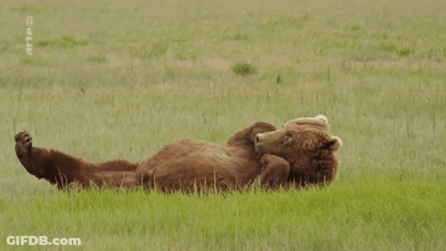 Buenos Dias Osito GIF