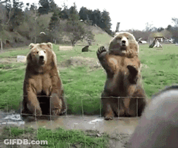 Buenos Dias Osito GIF
