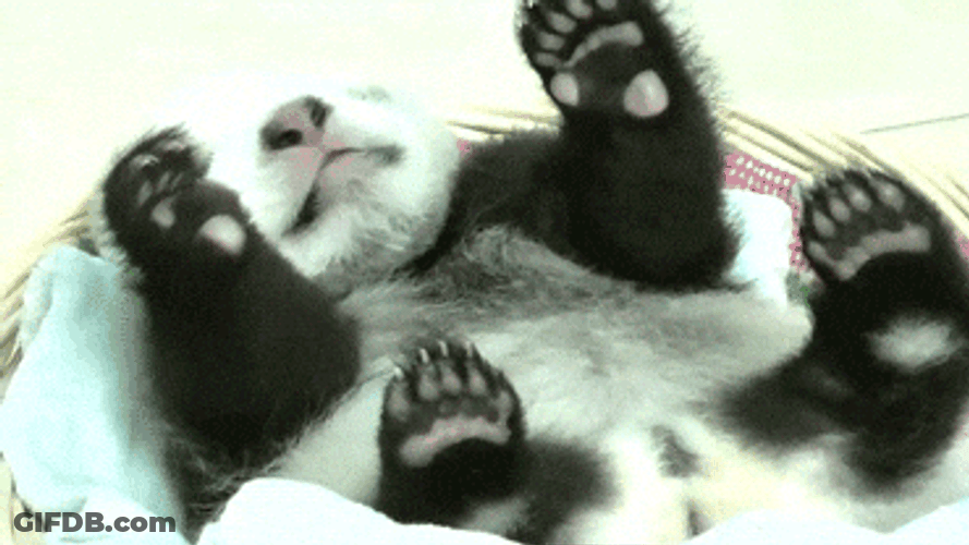 Buenos Dias Osito GIF