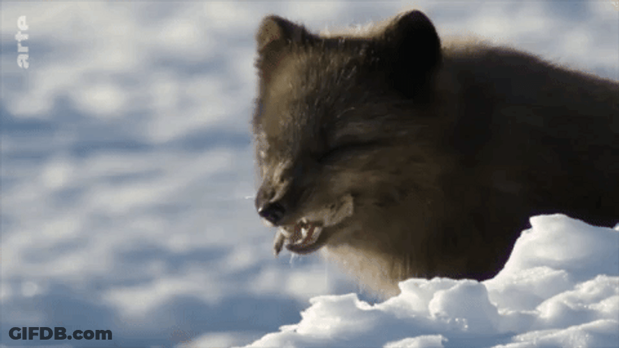 Buenos Dias Osito GIF