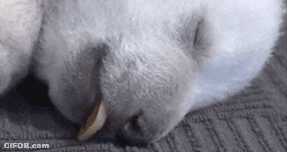 Buenos Dias Osito GIF
