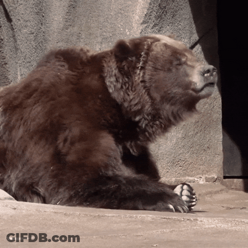 Buenos Dias Osito GIF