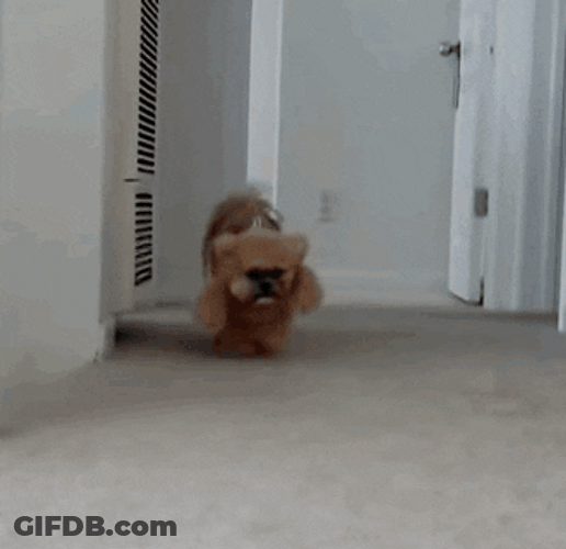 Buenos Dias Osito GIF
