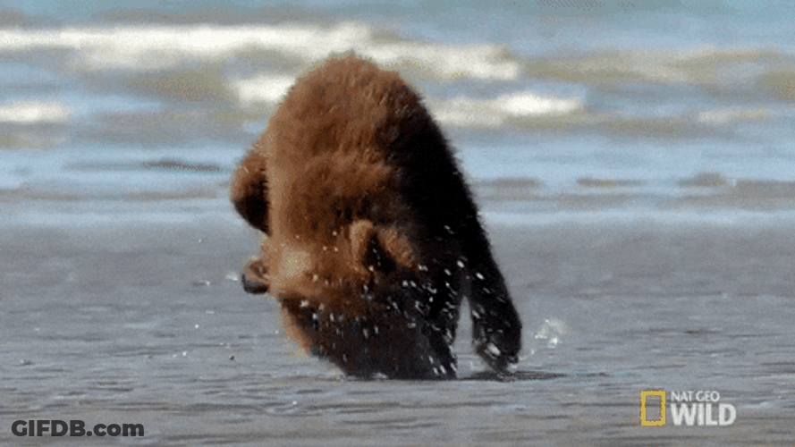 Buenos Dias Osito GIF