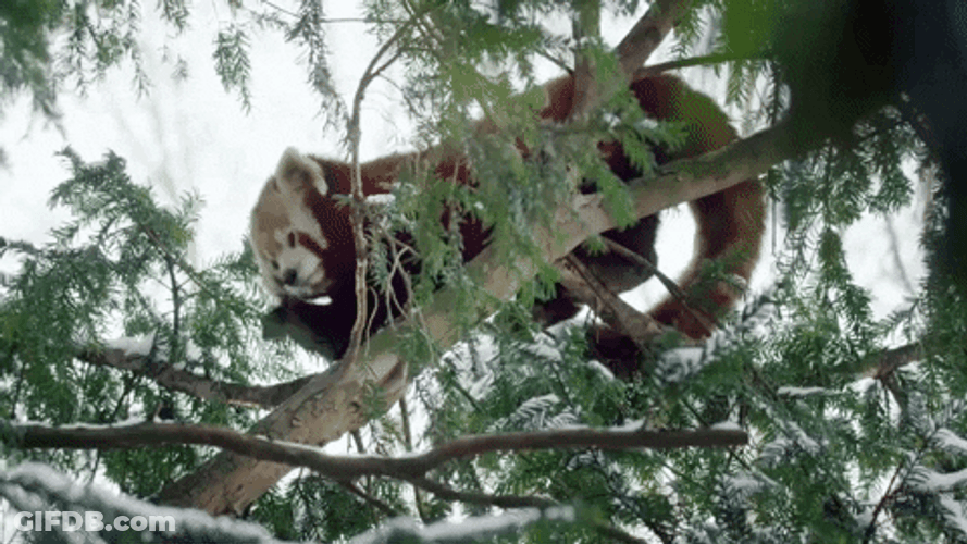Buenos Dias Osito GIF