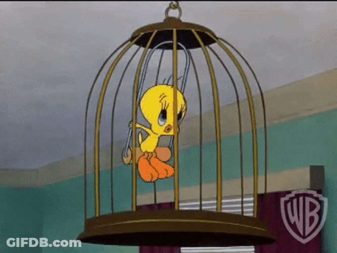 Buenos Dias Piolin GIF