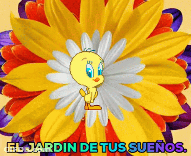 Buenos Dias Piolin GIF