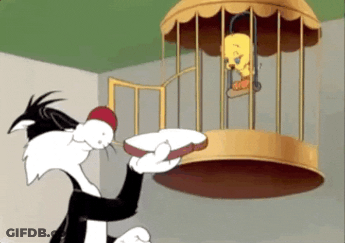 Buenos Dias Piolin GIF