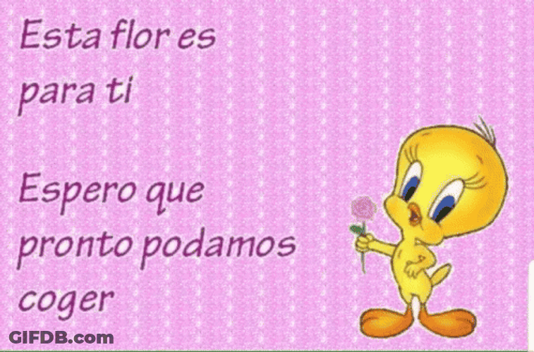 Buenos Dias Piolin GIF