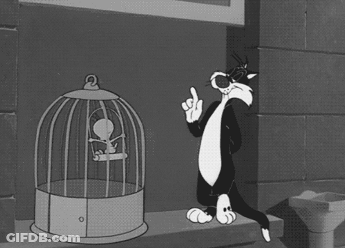 Buenos Dias Piolin GIF
