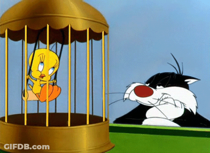 Buenos Dias Piolin GIF