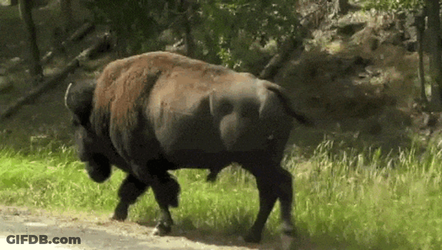 Buffalo Bison Walking Down GIF