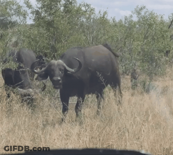 Buffalo Eating Grasses Together GIF
