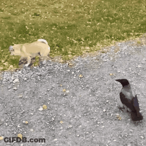 Buffalo Wild Wings Can With Bison GIF