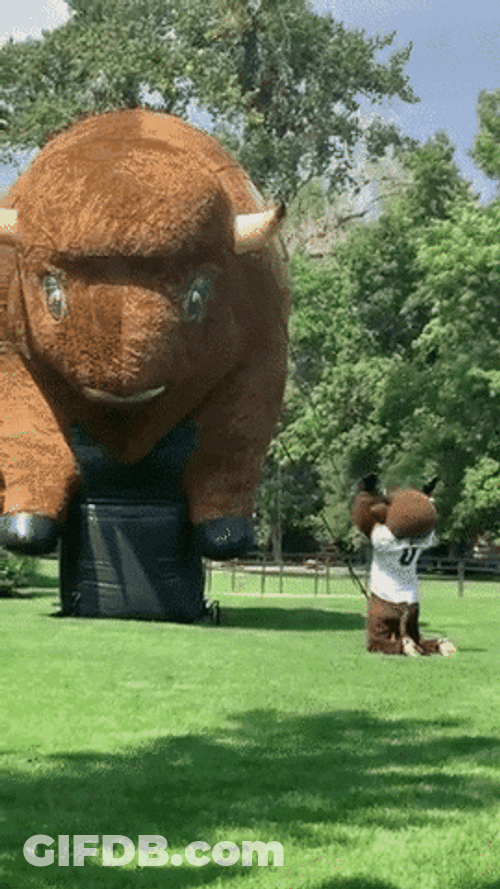 Buffs Mascot Ralphie Bowing To Bull Statue GIF