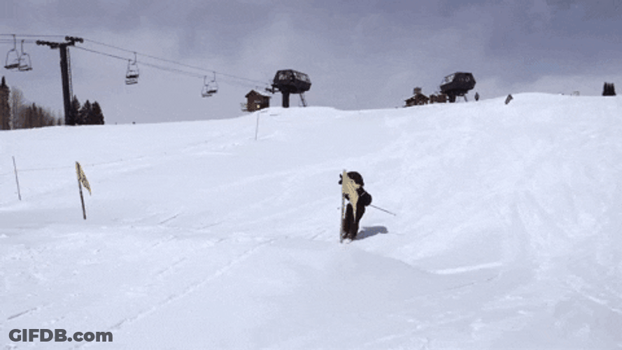 Buffs Mascot Ralphie Skiing GIF