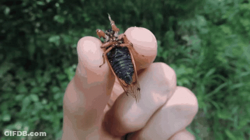 Bug Bugs GIF