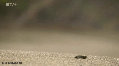 Bug Crawling On Concrete GIF