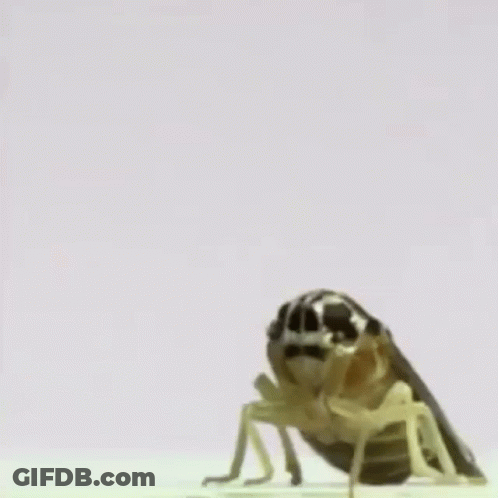 Bug Flying In Air GIF