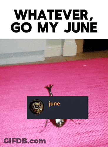 Bug On Pink Rug Saying June GIF