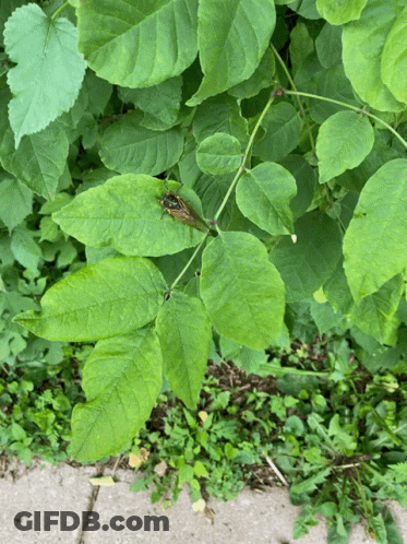 Bug Sitting On Green Leaf GIF