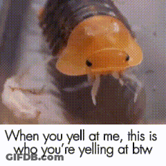 Bug This Is Who You're Yelling At GIF