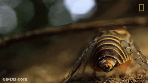 Bug With Today In Yellow GIF