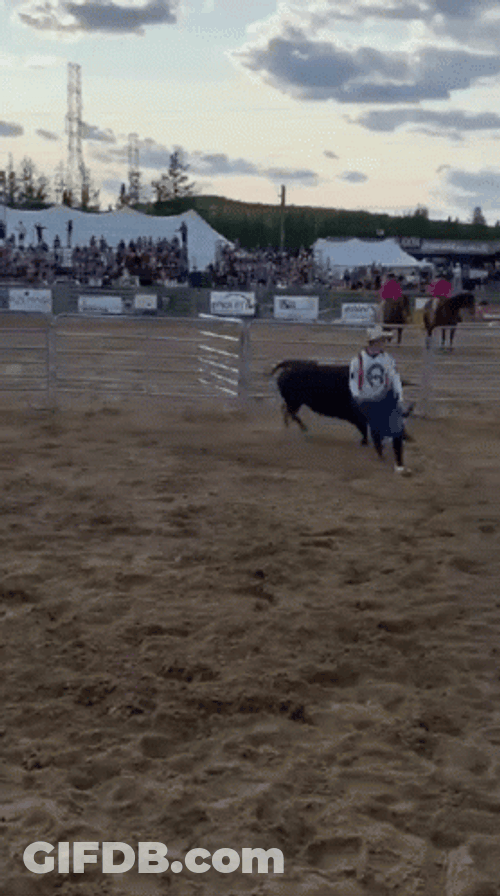 Bull GIF